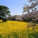 20080406_gongendosakuradutumi_0071